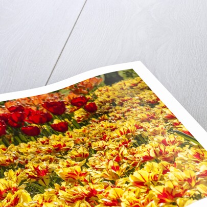 Yellow and Orange Tulips in Bloom by Anonymous
