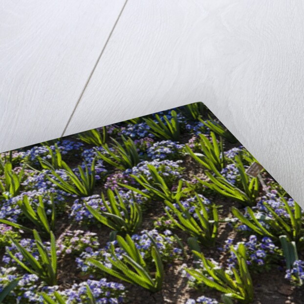 Pansy flowers and hyacinth leaves by Anonymous
