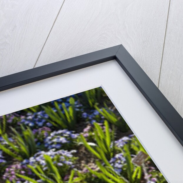 Pansy flowers and hyacinth leaves by Anonymous