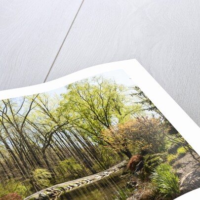 Shades of green mark Spring by Anonymous