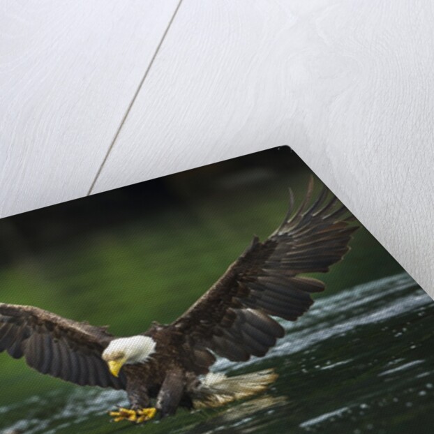 Bald Eagle, British Columbia, Canada by Anonymous