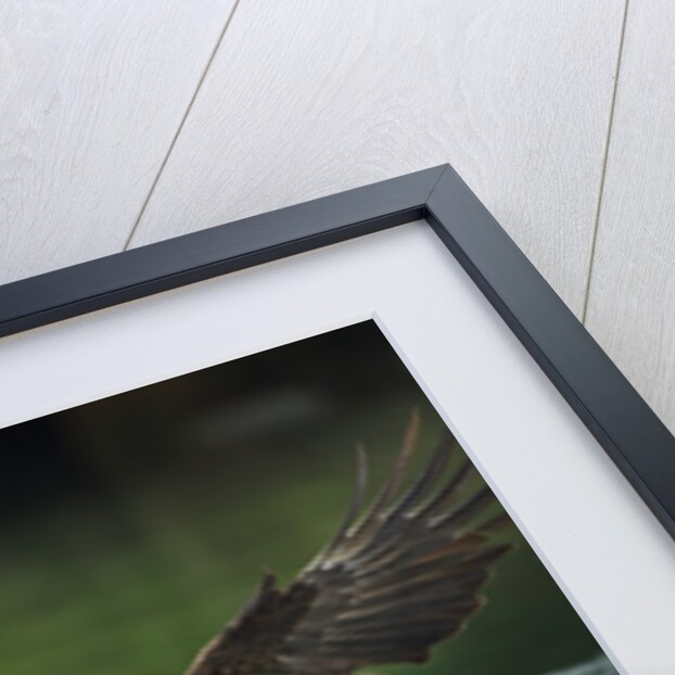 Bald Eagle, British Columbia, Canada by Anonymous