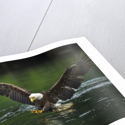 Bald Eagle, British Columbia, Canada by Anonymous