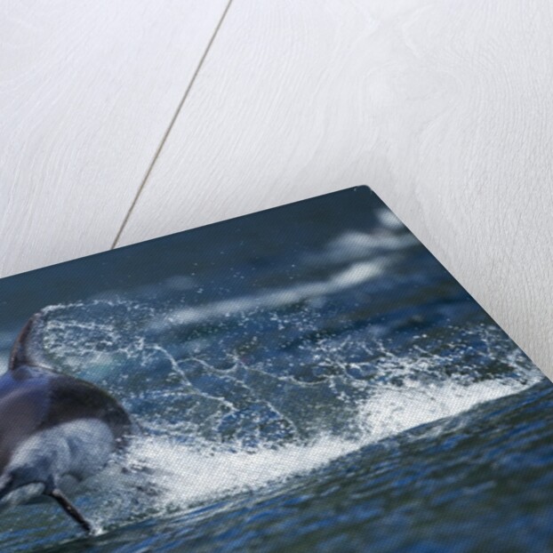 Pacific White-Sided Dolphin, BC, Canada by Anonymous