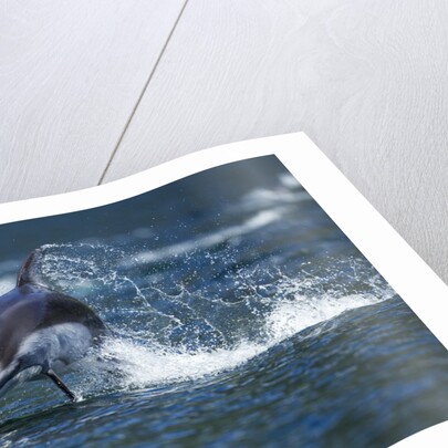 Pacific White-Sided Dolphin, BC, Canada by Anonymous