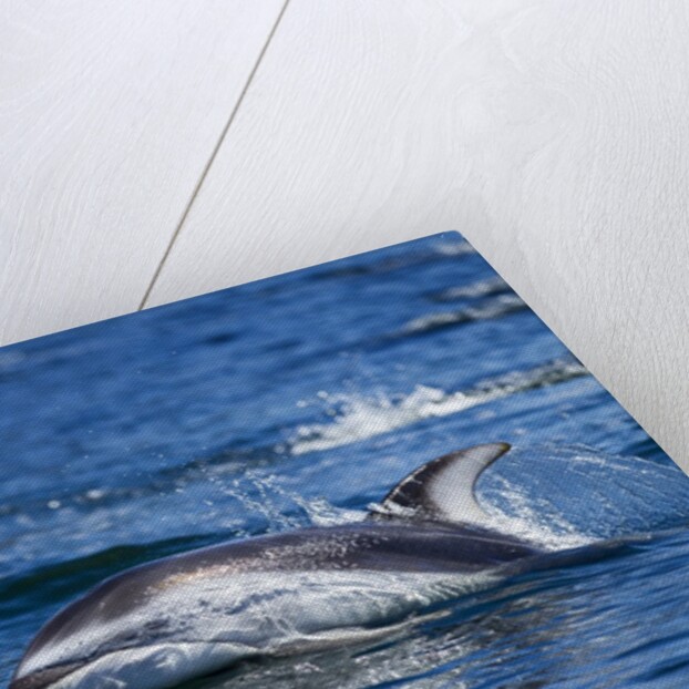 Pacific White-Sided Dolphin, BC, Canada by Anonymous