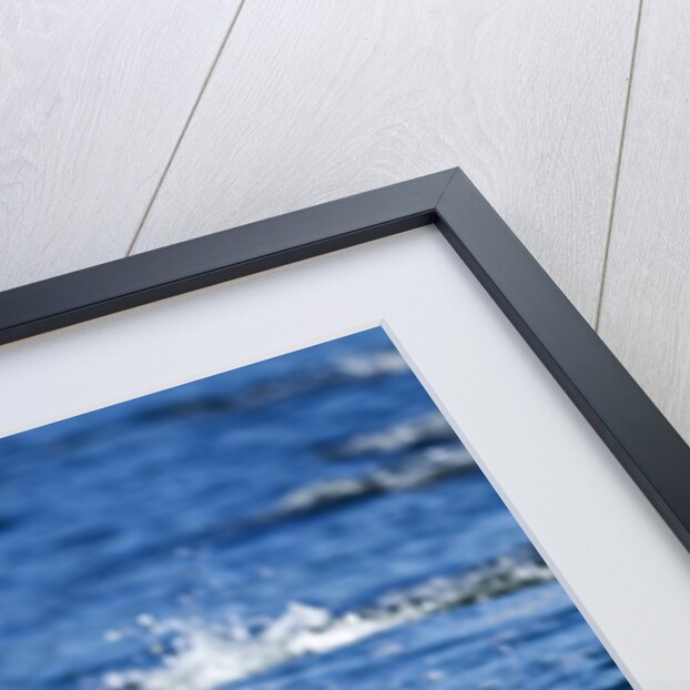 Pacific White-Sided Dolphin, BC, Canada by Anonymous