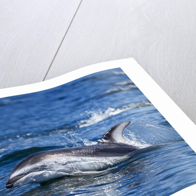 Pacific White-Sided Dolphin, BC, Canada by Anonymous