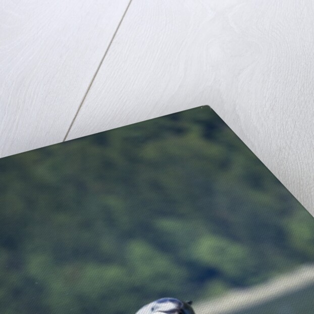 Pacific White-Sided Dolphin, BC, Canada by Anonymous