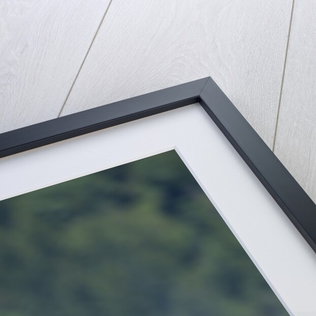 Pacific White-Sided Dolphin, BC, Canada by Anonymous