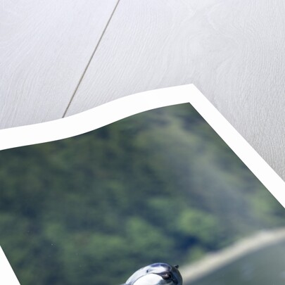 Pacific White-Sided Dolphin, BC, Canada by Anonymous