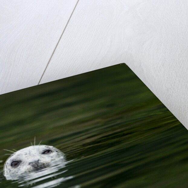 Harbor Seal, British Columbia, Canada by Anonymous