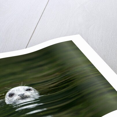 Harbor Seal, British Columbia, Canada by Anonymous