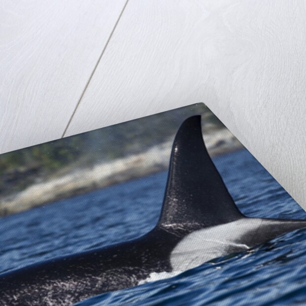 Killer Whale, BC, Canada by Anonymous