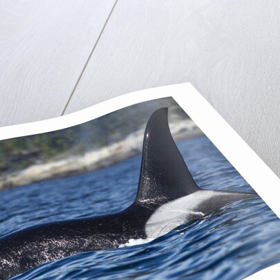 Killer Whale, BC, Canada by Anonymous