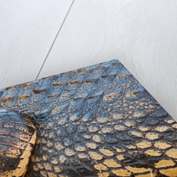 Nile Crocodile (Crocodylus niloticus) by Anonymous