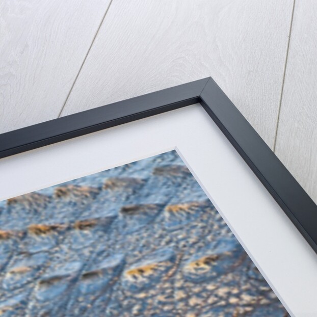 Nile Crocodile (Crocodylus niloticus) by Anonymous