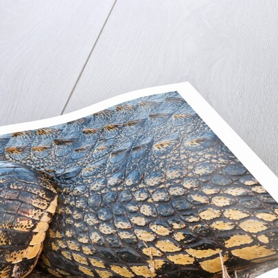 Nile Crocodile (Crocodylus niloticus) by Anonymous