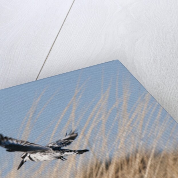 Pied Kingfisher (Ceryle rudis) by Anonymous