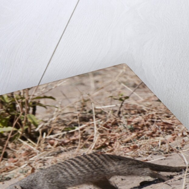 Banded Mongoose (Mungos mungo) by Anonymous