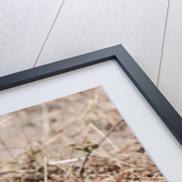 Banded Mongoose (Mungos mungo) by Anonymous