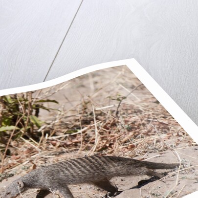 Banded Mongoose (Mungos mungo) by Anonymous