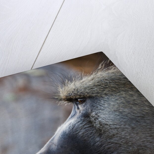 Chacma Baboon (Papio cynocephalus) by Anonymous