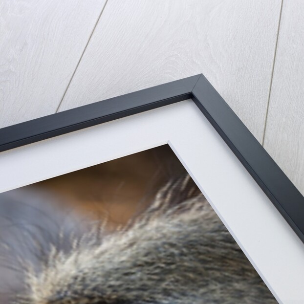 Chacma Baboon (Papio cynocephalus) by Anonymous