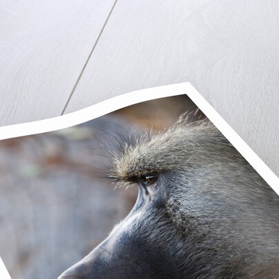 Chacma Baboon (Papio cynocephalus) by Anonymous