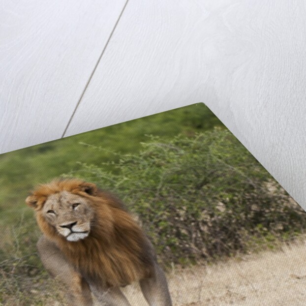 Lion (Panthera leo) by Anonymous