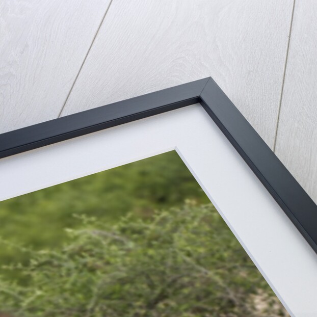 Lion (Panthera leo) by Anonymous