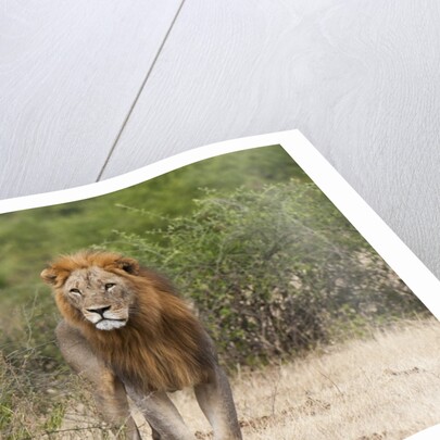 Lion (Panthera leo) by Anonymous