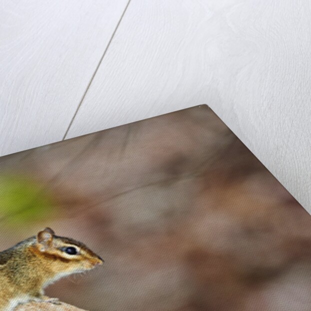 Eastern Chipmunk by Anonymous