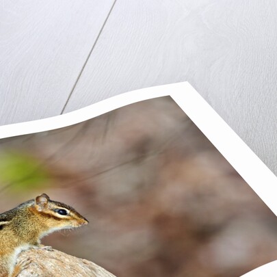 Eastern Chipmunk by Anonymous