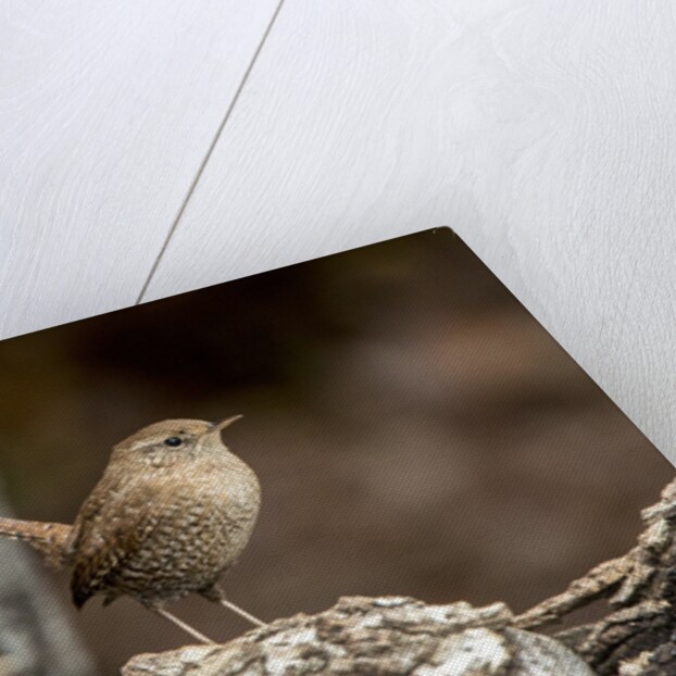 House Wren by Anonymous