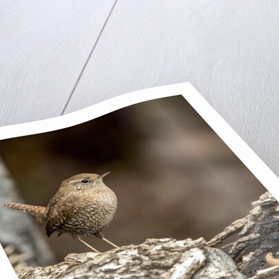 House Wren by Anonymous