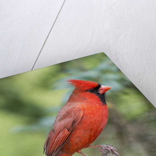 Northern Cardinal by Anonymous