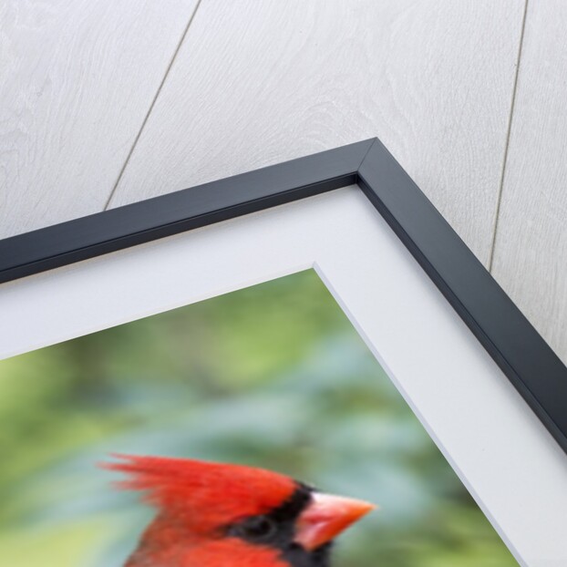 Northern Cardinal by Anonymous