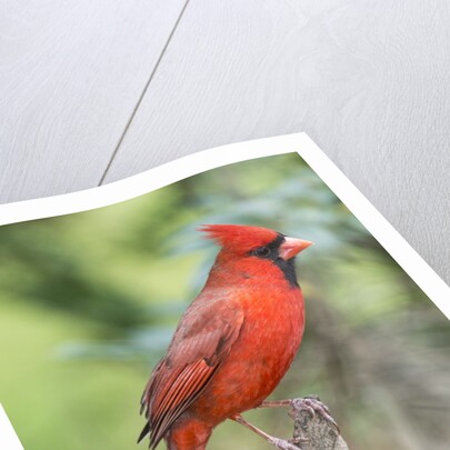 Northern Cardinal by Anonymous