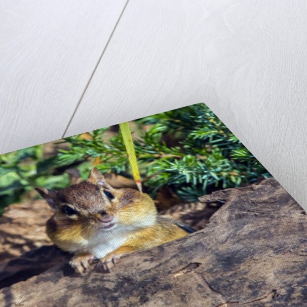 Eastern Chipmunk by Anonymous