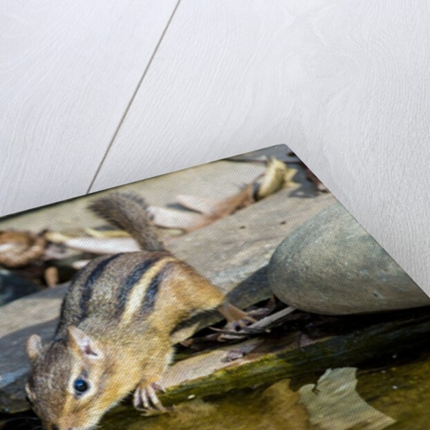 Eastern Chipmunk by Anonymous