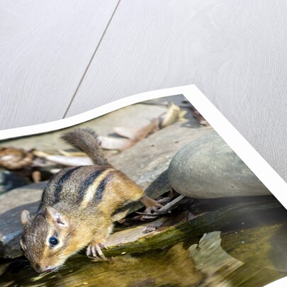 Eastern Chipmunk by Anonymous