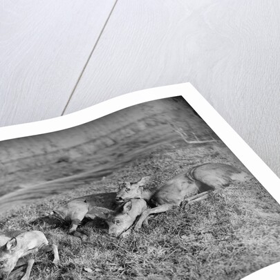 Young deer lay in a field in Belgium, ca. 1900 by Anonymous