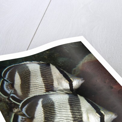 Pair of Banded butterflyfish (Chaetodon striatus) by Anonymous