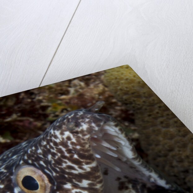 Spotted moray eel (Gymnothorax moringa) by Anonymous