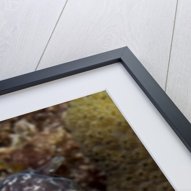 Spotted moray eel (Gymnothorax moringa) by Anonymous