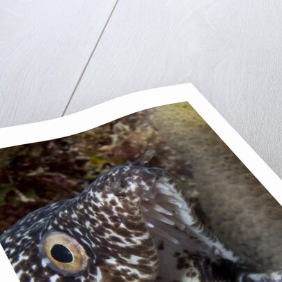 Spotted moray eel (Gymnothorax moringa) by Anonymous