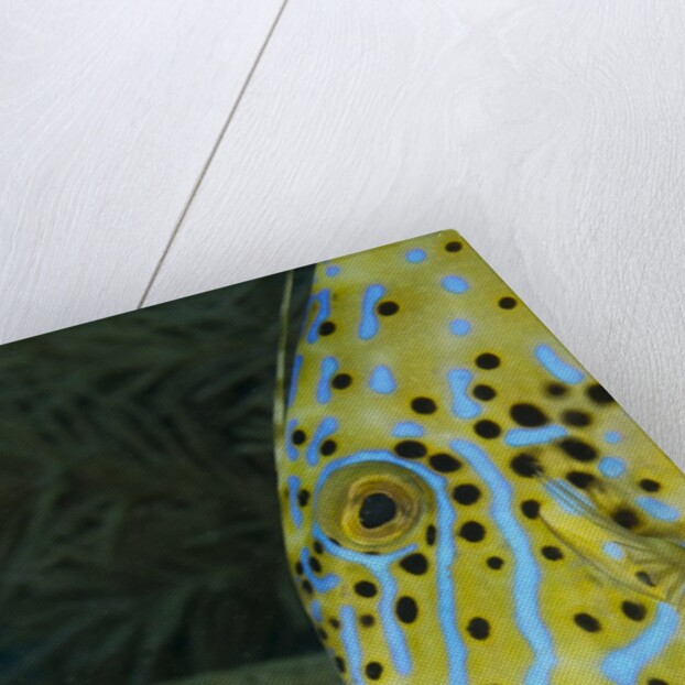 Face of Scrawled filefish (Aluterus scriptus) by Anonymous