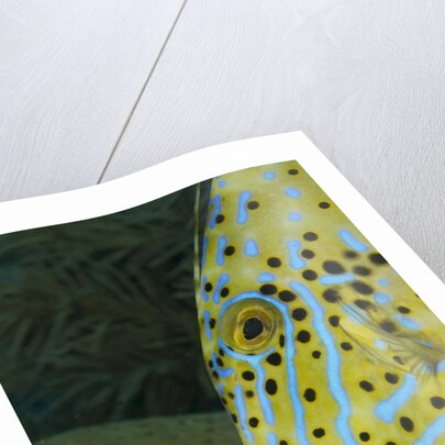 Face of Scrawled filefish (Aluterus scriptus) by Anonymous