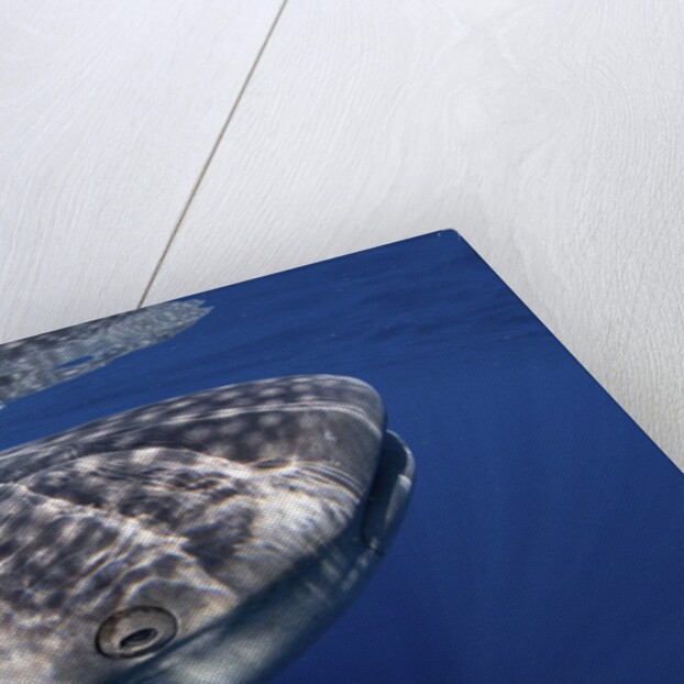 Whale shark (Rhincodon typus) by Anonymous